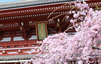絕不後悔的櫻花季限定淺草寺、晴空塔  這幾天東京雨停，轉為天氣晴朗🌞，櫻花季賞櫻的