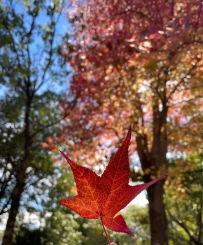 ✐ ᵕ̈ ᴴᴱᴸᴸᴼ  | 十一月𝙃𝙖𝙥𝙥𝙮 在等雪花,聖誕樹,新年煙火,和更好的自己